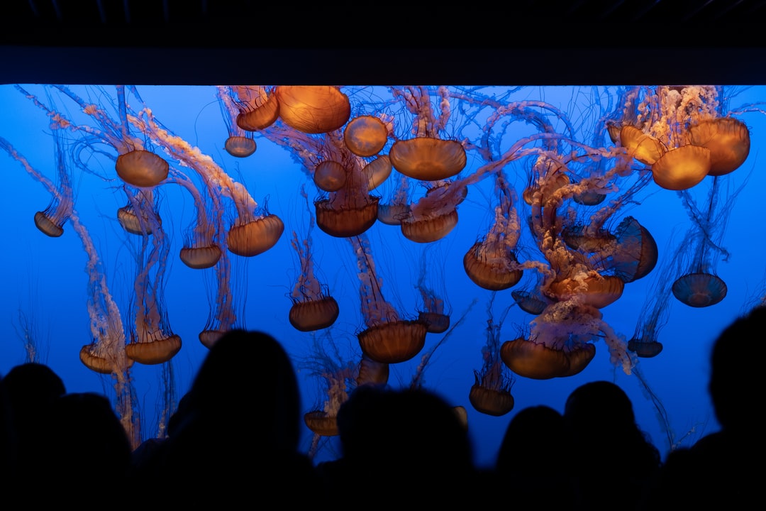 24 wichtige Fragen zu Is Shedd Aquarium The Largest Aquarium In The World?