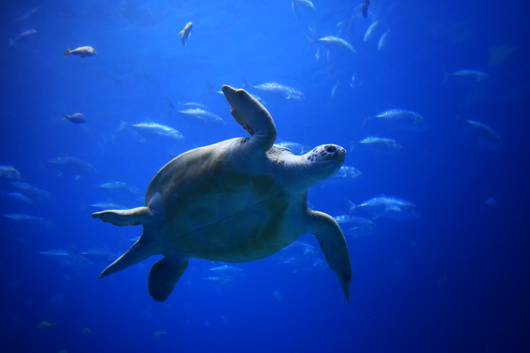 24 wichtige Fragen zu Can You Scuba Dive At Camden Aquarium?