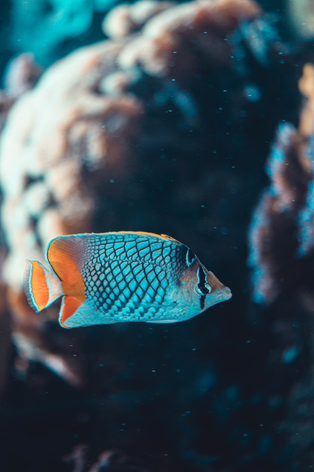 25 wichtige Fragen zu Gelber Aquarium Fisch