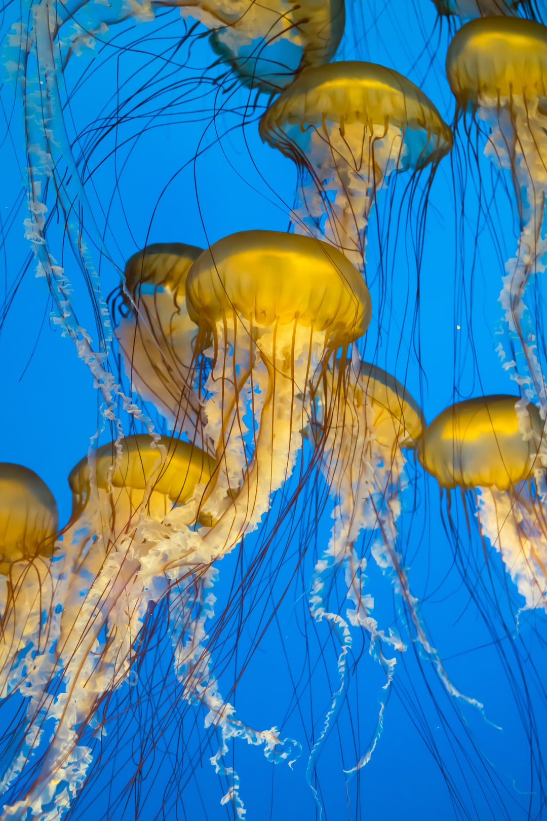 25 wichtige Fragen zu Wie Oft Sand Im Aquarium Wechseln?