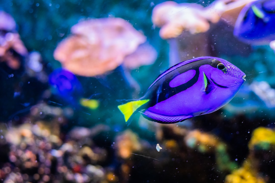 25 wichtige Fragen zu Freshwater Aquarium Fish Species