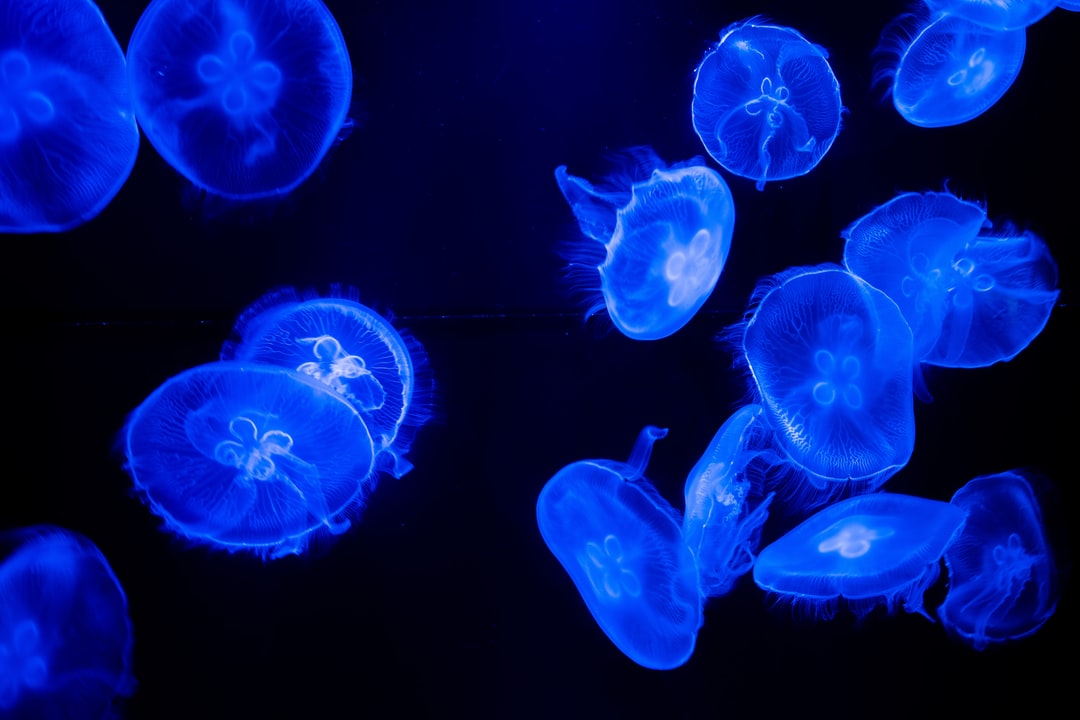 25 wichtige Fragen zu Welches Aquarium Für Zwergflusskrebse?