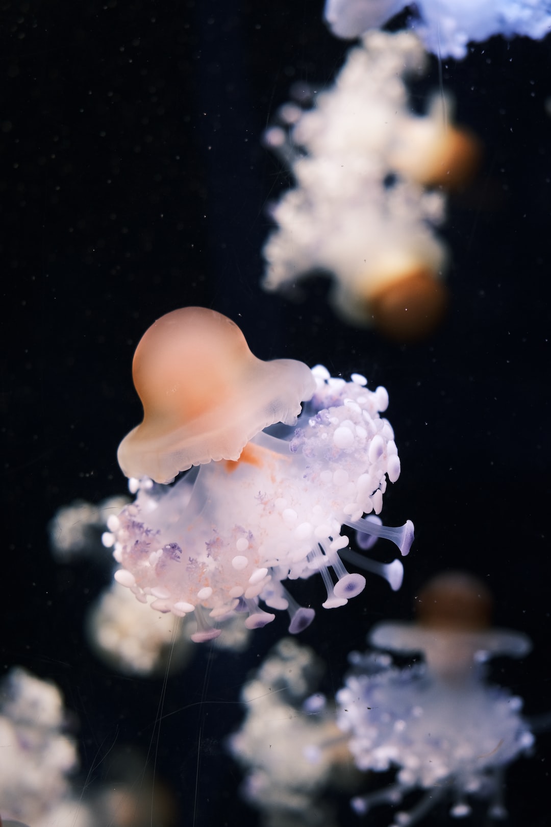 25 wichtige Fragen zu Leise Aquarium Filter