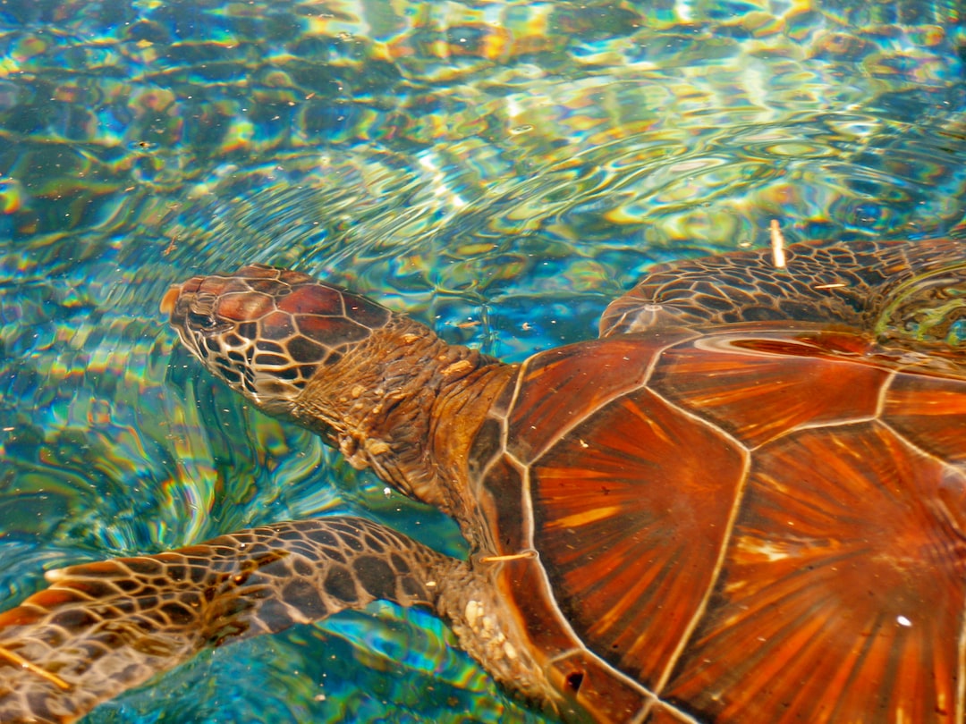 25 wichtige Fragen zu Können Schildkröten Lachen Lassen?