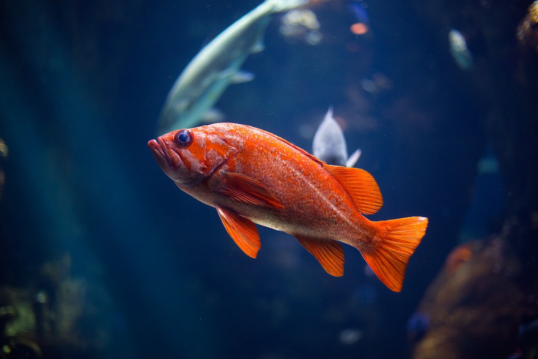 25 wichtige Fragen zu Können Goldfische Menschen Erkennen?