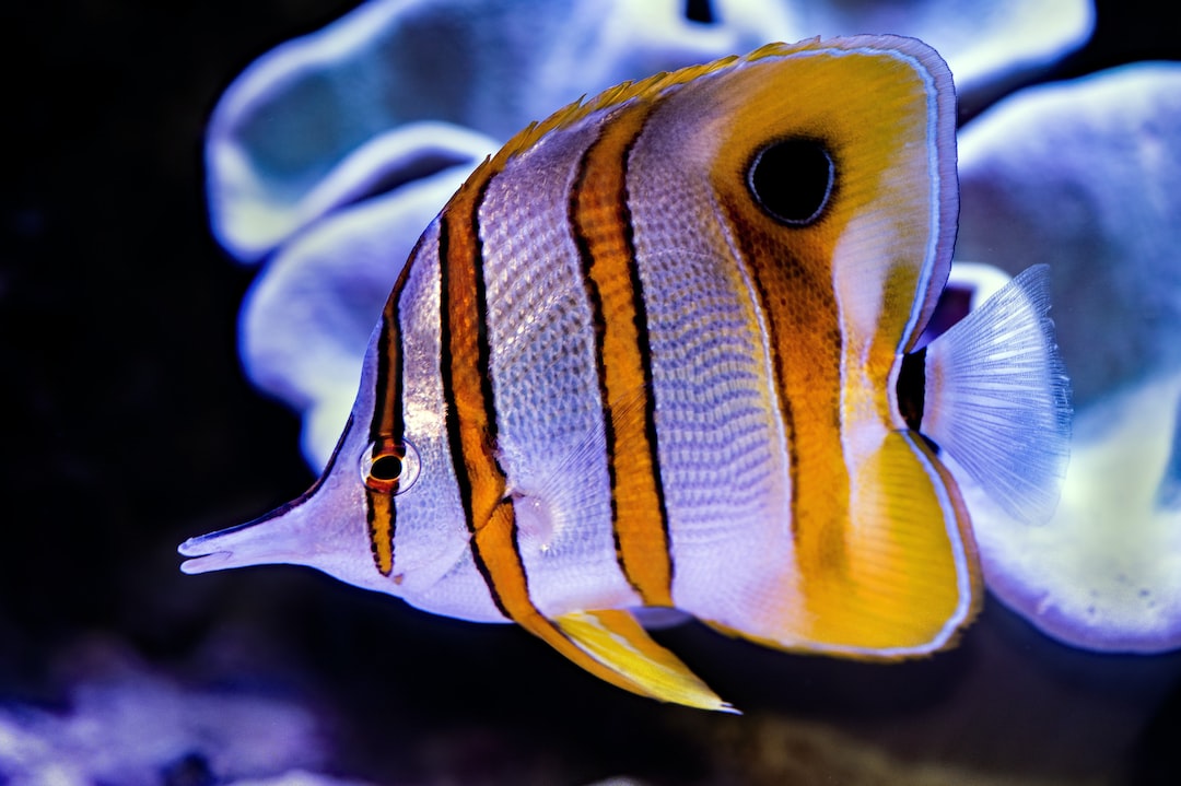 25 wichtige Fragen zu Welche Fische Fressen Plattwürmer?