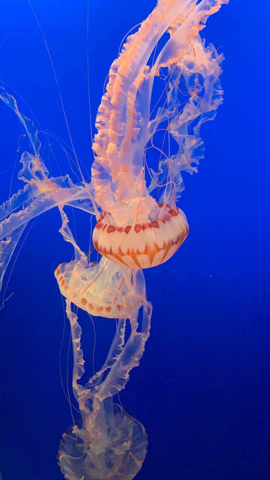 25 wichtige Fragen zu Quallen Aquarium Cubic