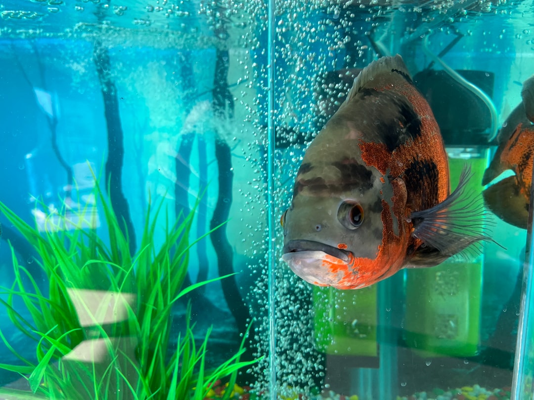 25 wichtige Fragen zu Wie Wechselt Man Den Filter Im Aquarium?