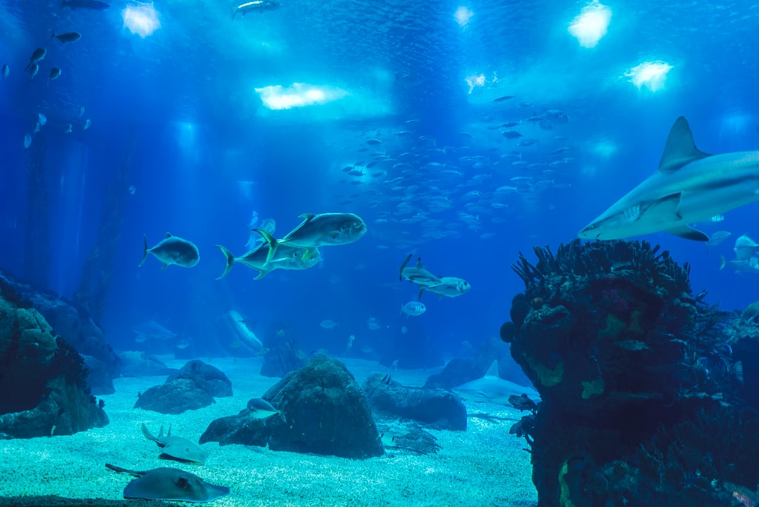 25 wichtige Fragen zu Wie Viele Arten Im Aquarium?