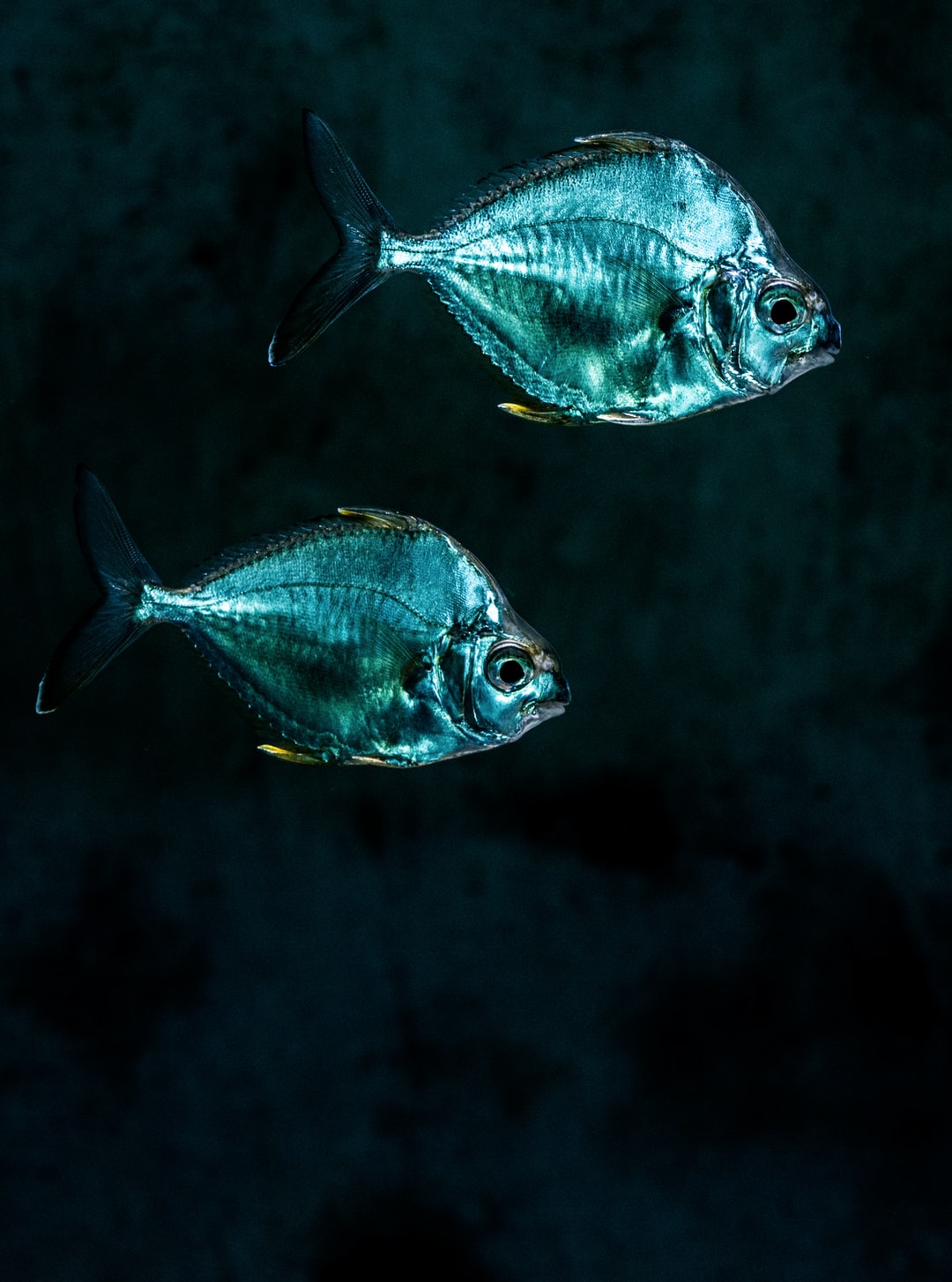 25 wichtige Fragen zu Raubfische Aquarium