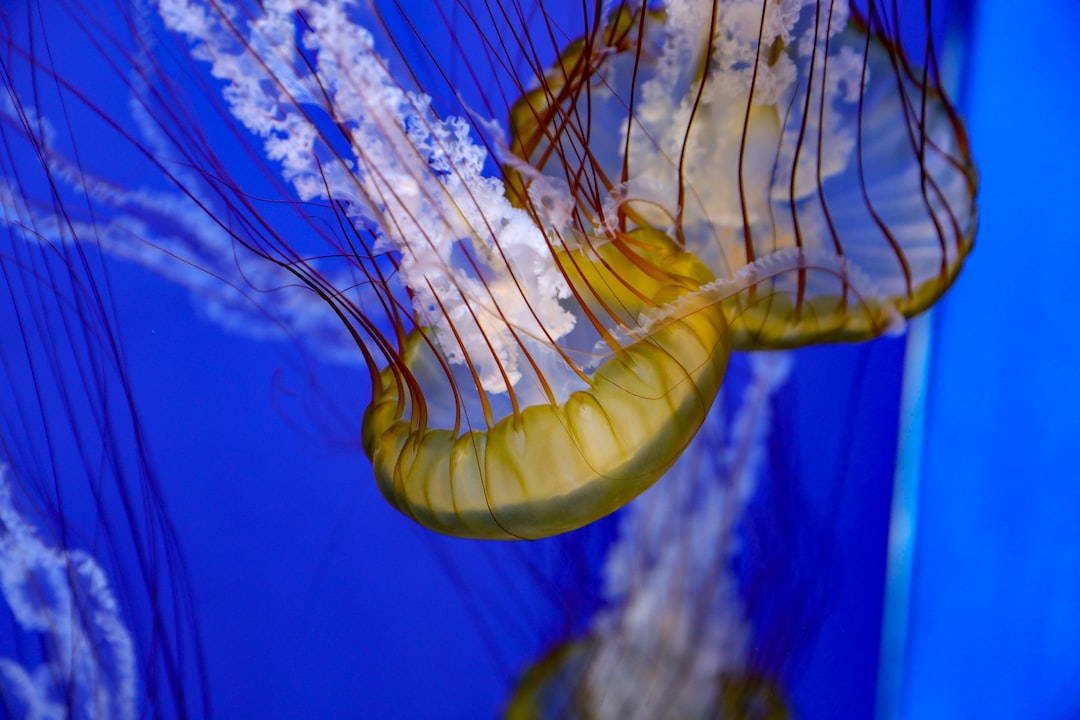 25 wichtige Fragen zu Krabbe Aquarium