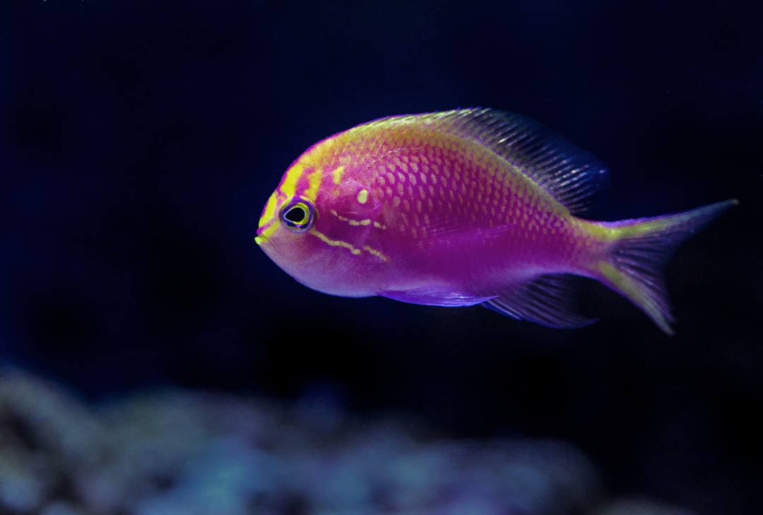 25 wichtige Fragen zu Was Passiert Bei Zu Wenig Co2 Im Aquarium?