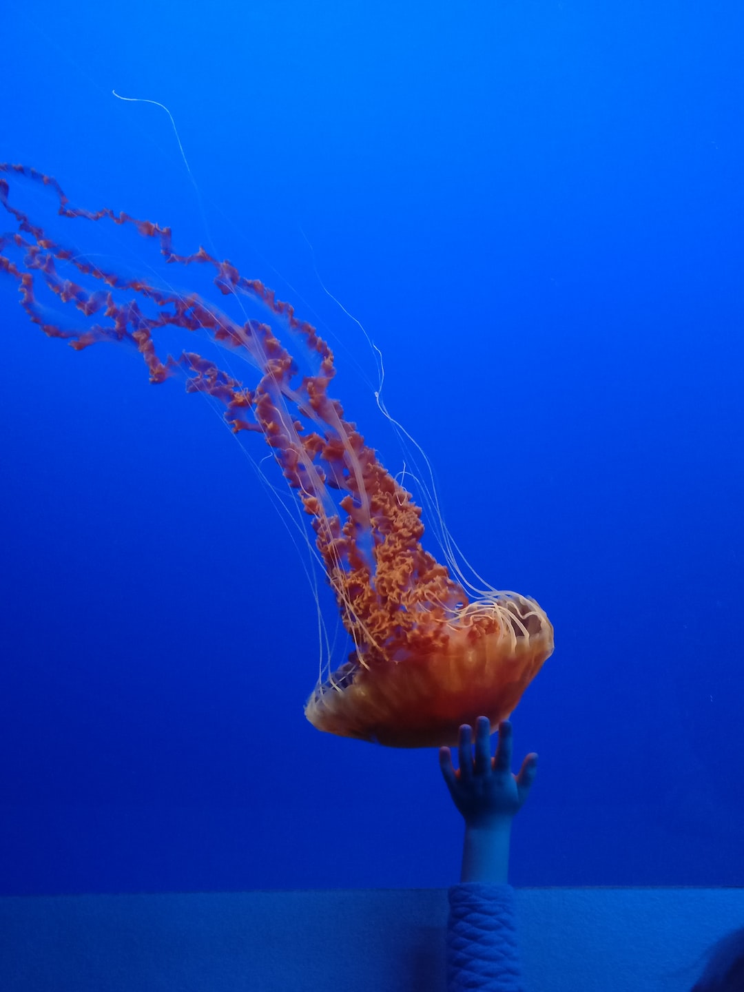 25 wichtige Fragen zu Wie Nennt Man Aquarium Ohne Fische?