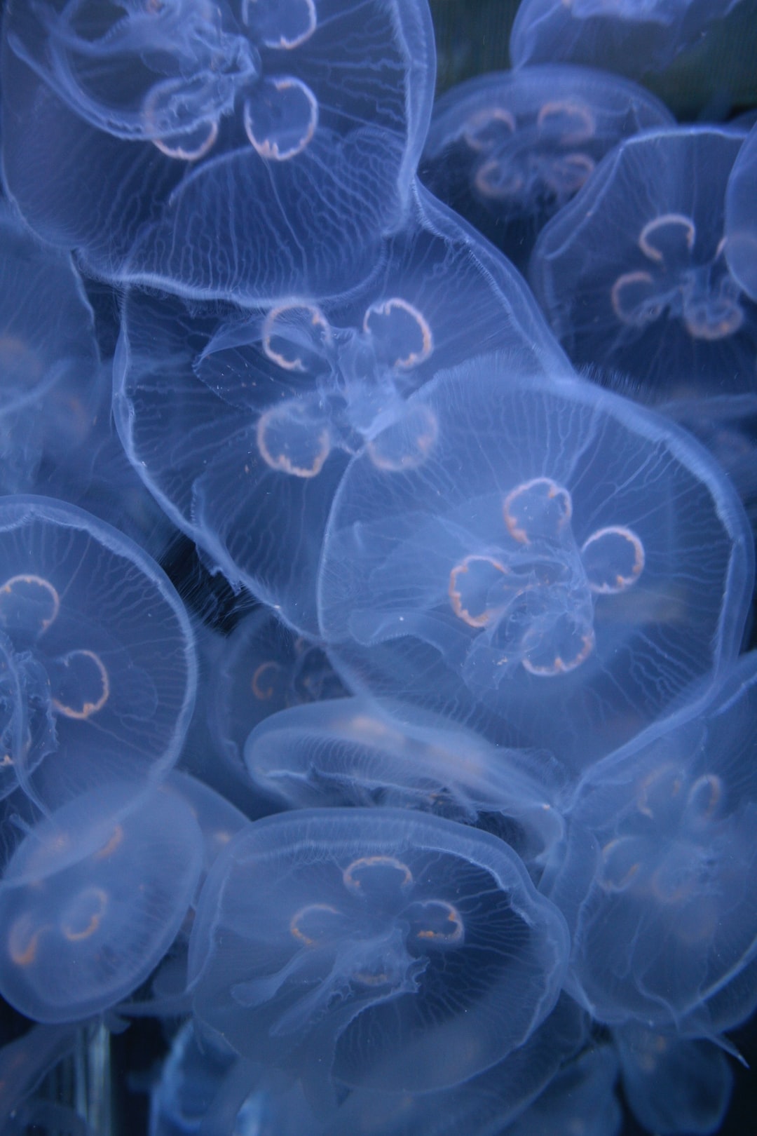 25 wichtige Fragen zu Was Braucht Man Um Korallen Zu Halten?