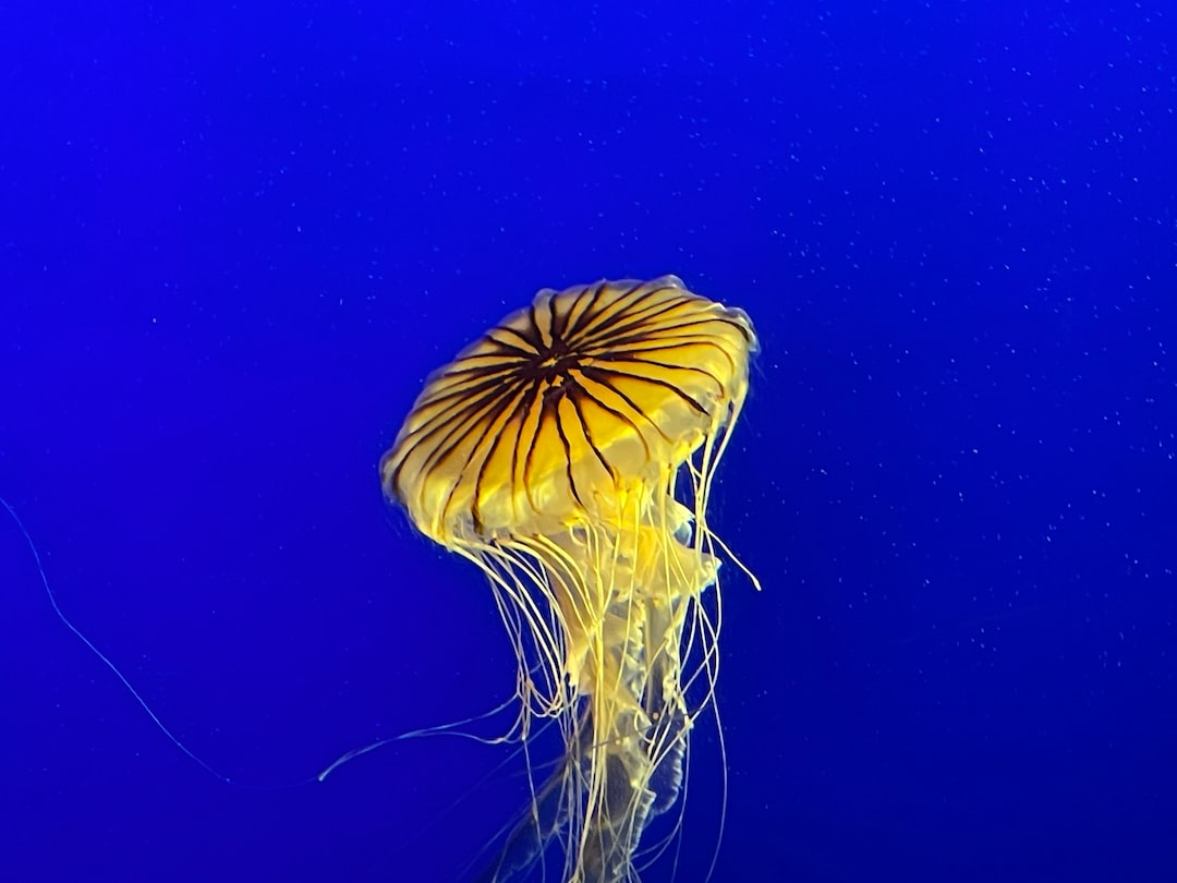 9 wichtige Fragen zu Was Tun Gegen Braune Schmieralgen Im Meerwasseraquarium?