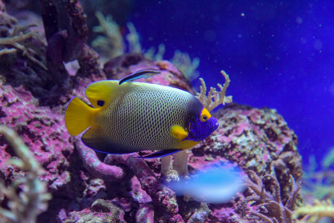9 wichtige Fragen zu Kh Wert Im Aquarium Senken