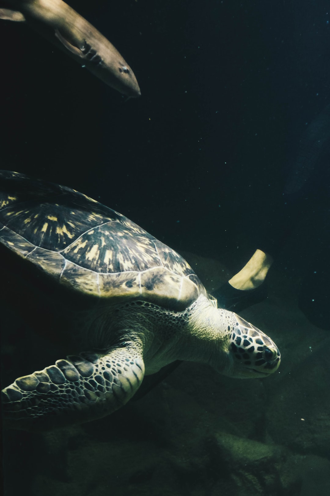 10 wichtige Fragen zu Aquarium Unterschränke Günstig