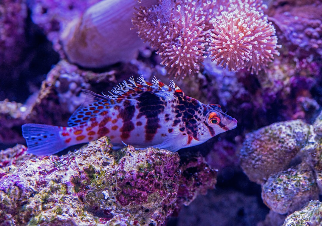 15 wichtige Fragen zu What Are The Two Major Types Of Aquarium?
