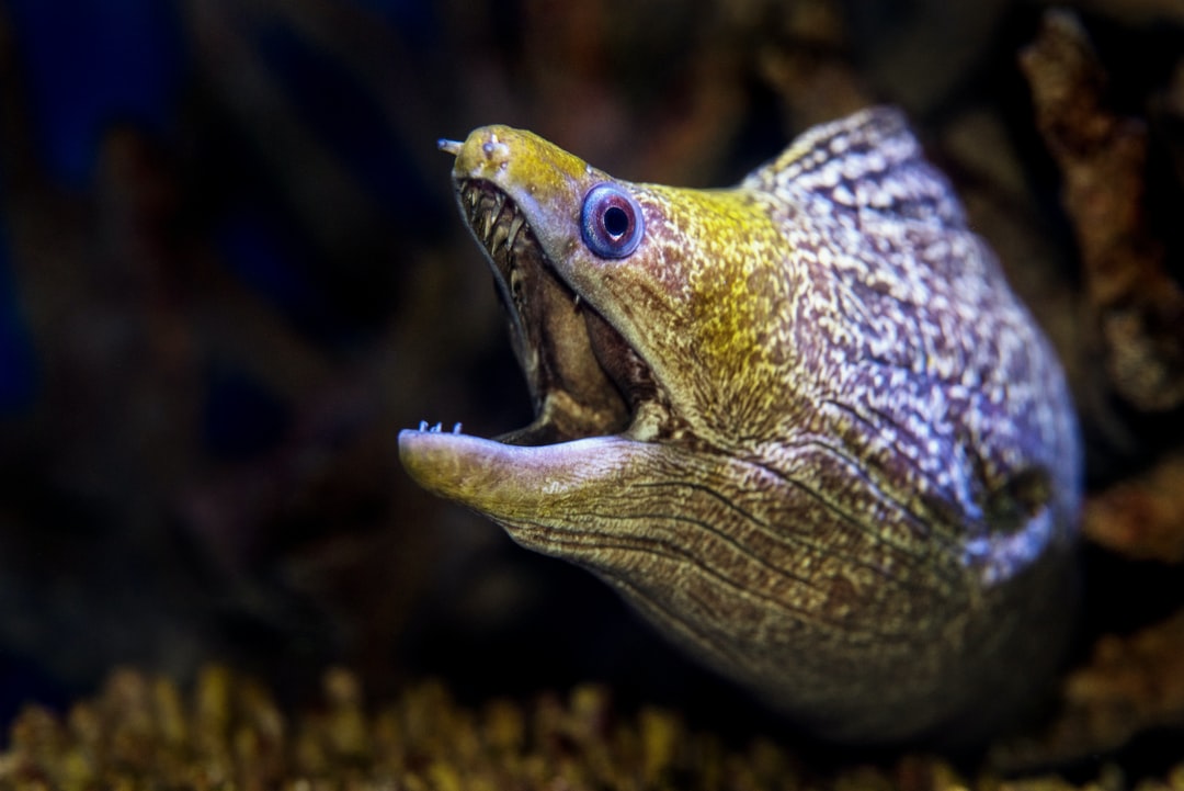 17 wichtige Fragen zu Warum Aquarium Rückwand?