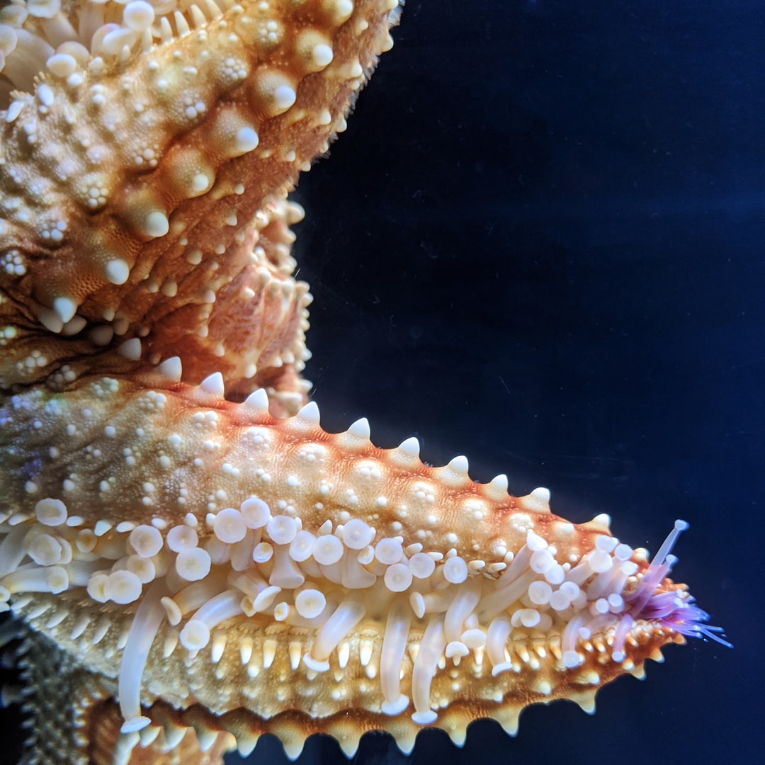 19 wichtige Fragen zu Are Aquariums Ethical?