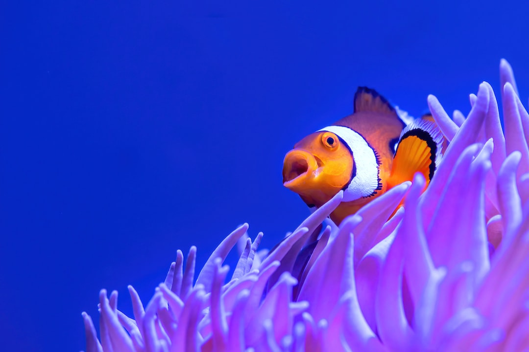 19 wichtige Fragen zu How Do You Attach An Aquarium To A Seatruck?