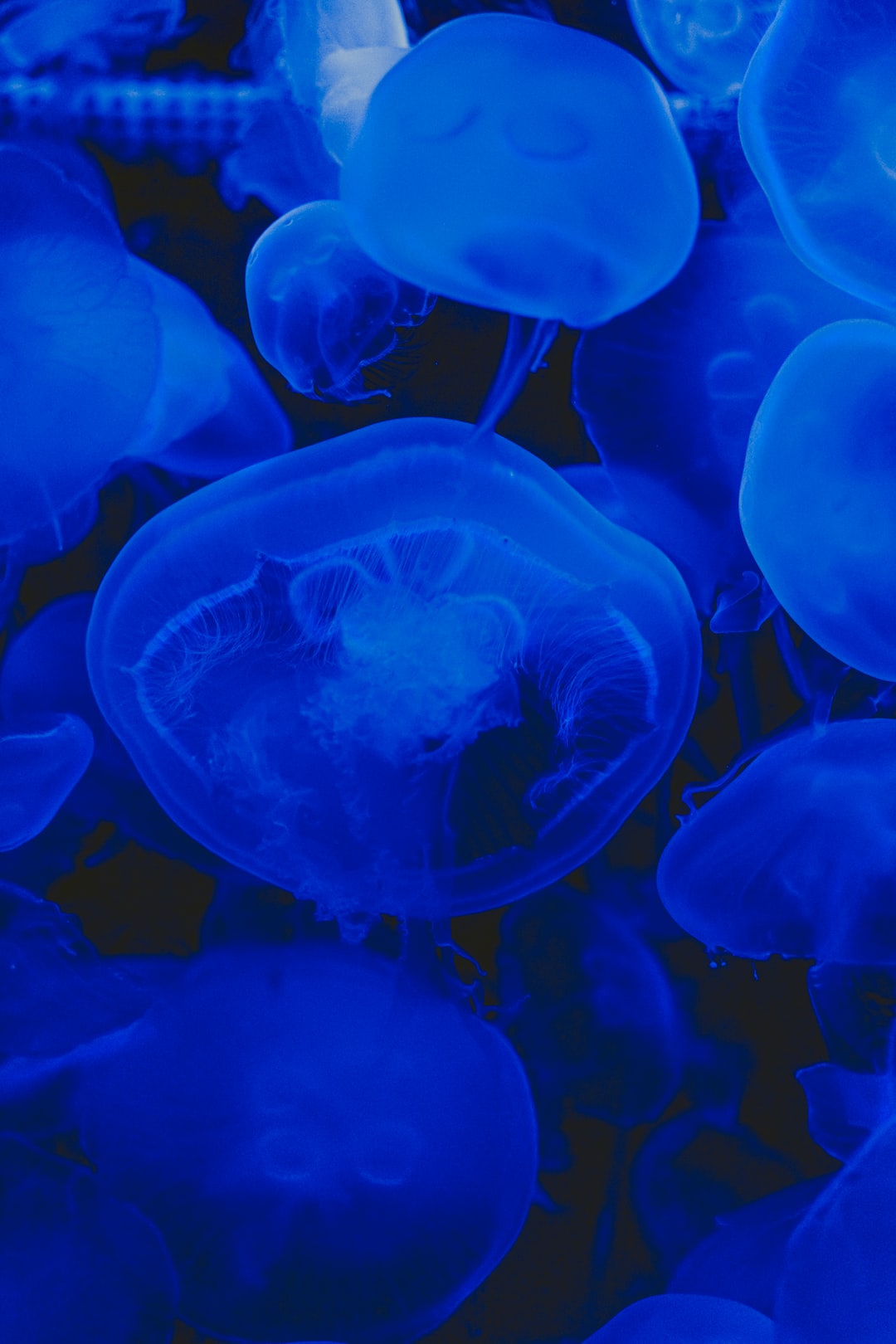 21 wichtige Fragen zu Wie Viele Buntbarsche In Einem Aquarium?