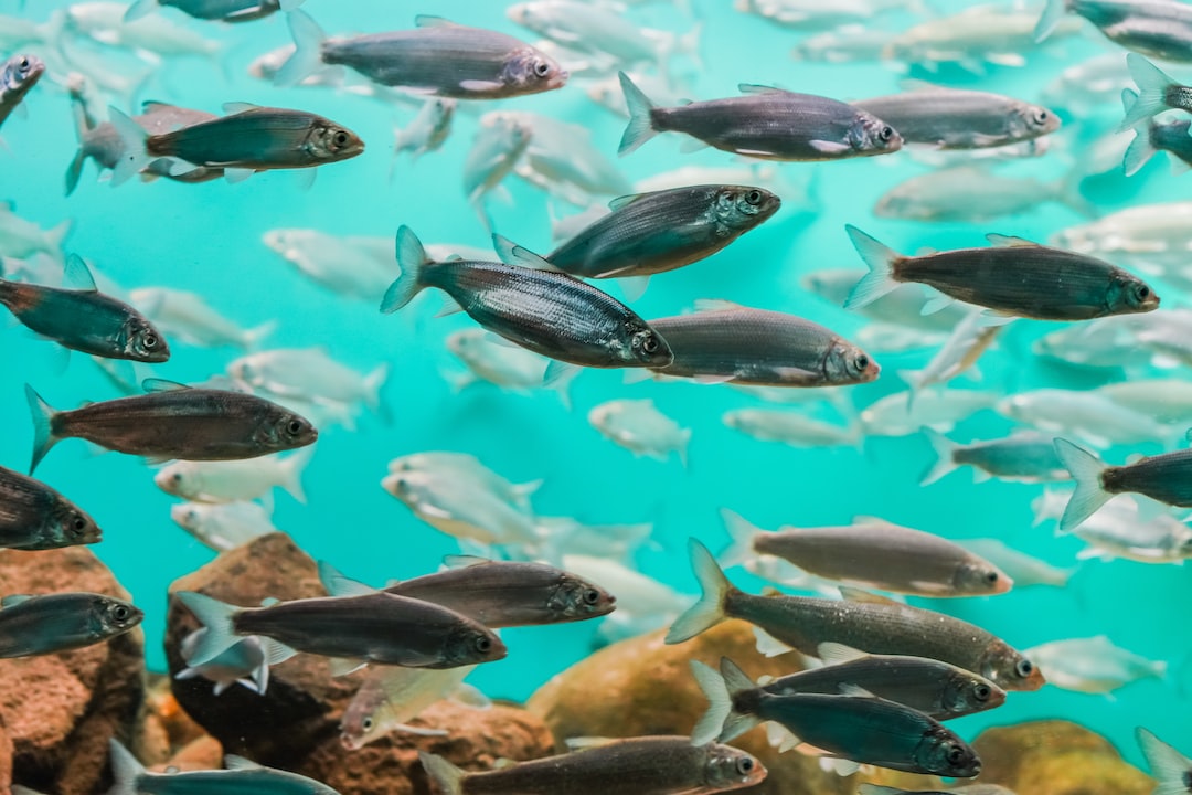 21 wichtige Fragen zu Aquarium Heizung Jbl