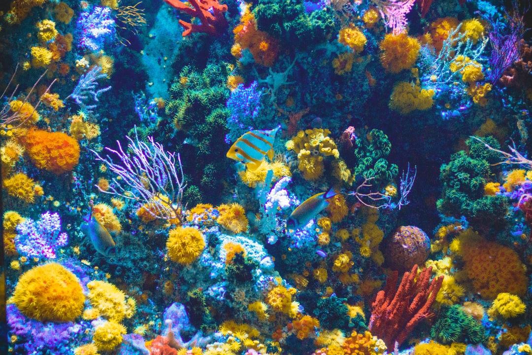 22 wichtige Fragen zu Wie Viel Lux Brauchen Korallen?