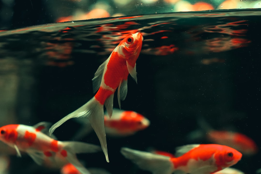 22 wichtige Fragen zu Why Does My Fish Tank Turn Green So Fast?