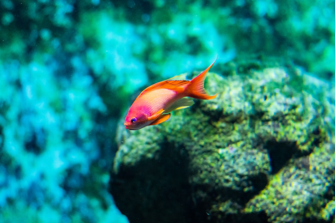 22 wichtige Fragen zu Can You Drill A 55 Gallon Aquarium?