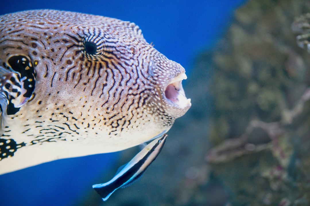 24 wichtige Fragen zu What Animals Can Be Kept In An Aquarium?