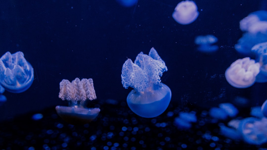 24 wichtige Fragen zu Uv Lampe Aquarium Sinnvoll