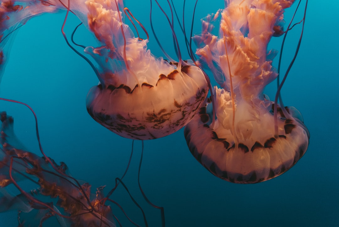 24 wichtige Fragen zu Woher Kommen Kleine Schnecken Im Aquarium?
