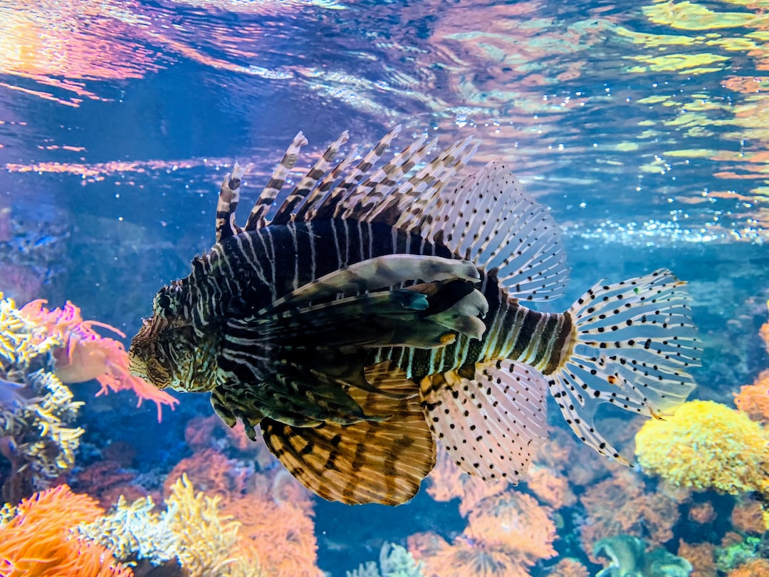 24 wichtige Fragen zu What Does Tannin Do To Aquarium?