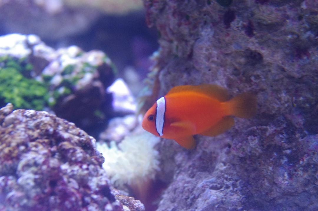 25 wichtige Fragen zu Kann Ein Fisch Farben Sehen?