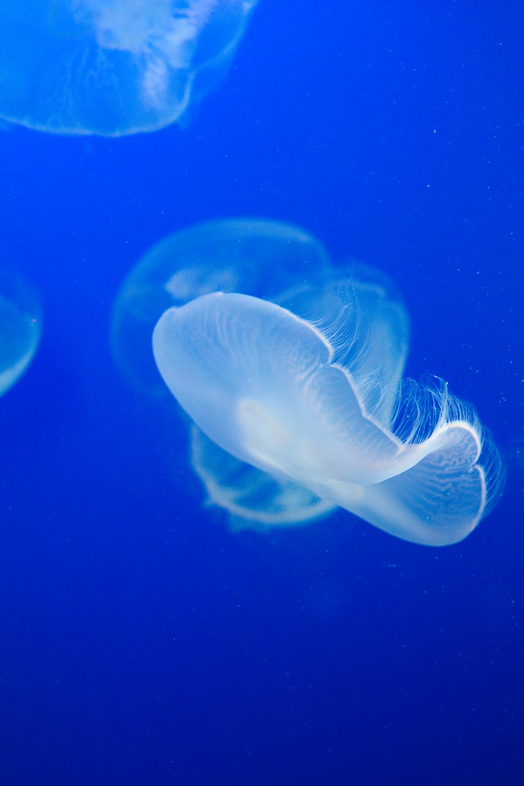 25 wichtige Fragen zu Welchen Chlorreiniger Für Aquarium?