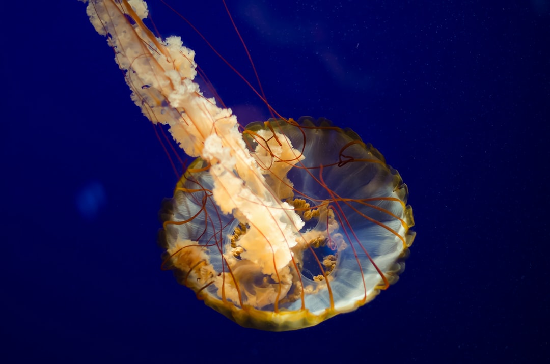25 wichtige Fragen zu Geeignete Fische Für Ein 30 Liter Nano Cube Aquarium