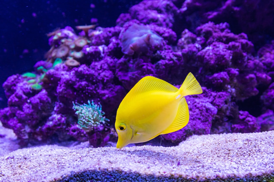 25 wichtige Fragen zu Besondere Aquarium Fische