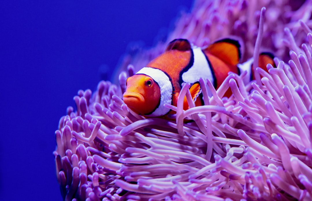 25 wichtige Fragen zu Wie Viele Tiere In 54 Liter Aquarium?