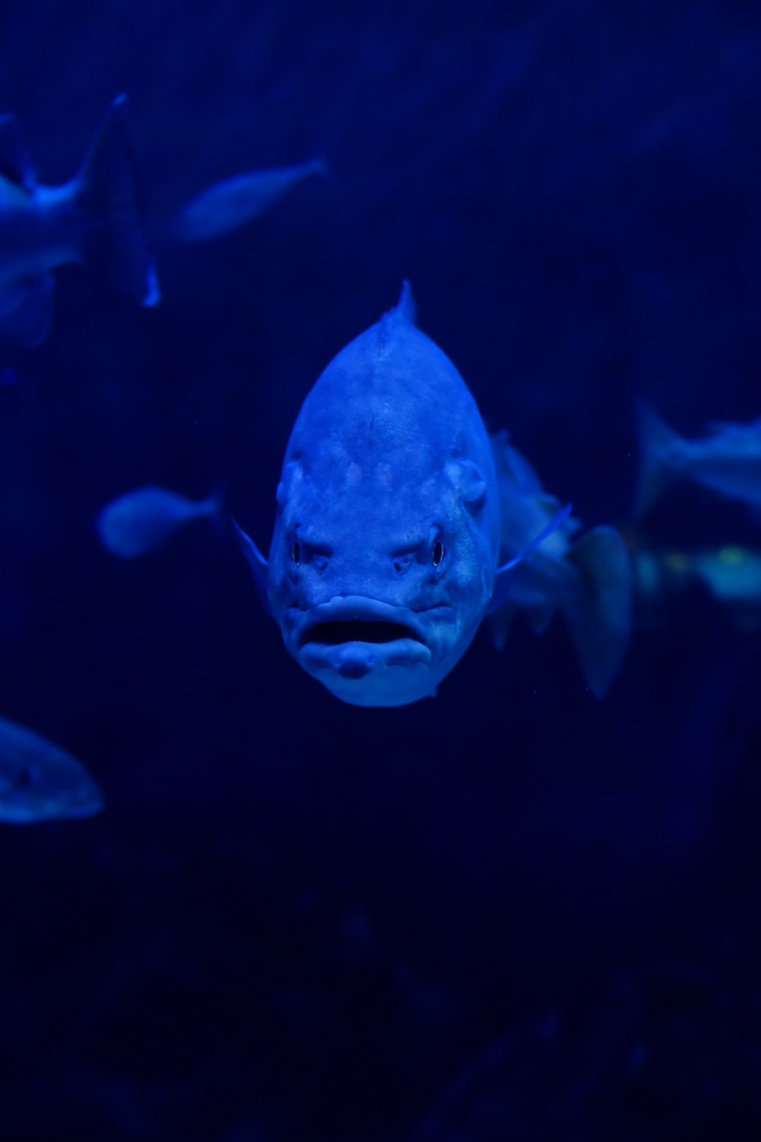 25 wichtige Fragen zu Georgia Aquarium Show Times