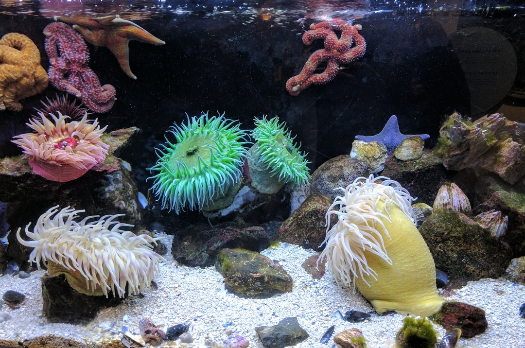 25 wichtige Fragen zu Warum Wird Das Wasser Im Aquarium Grün?