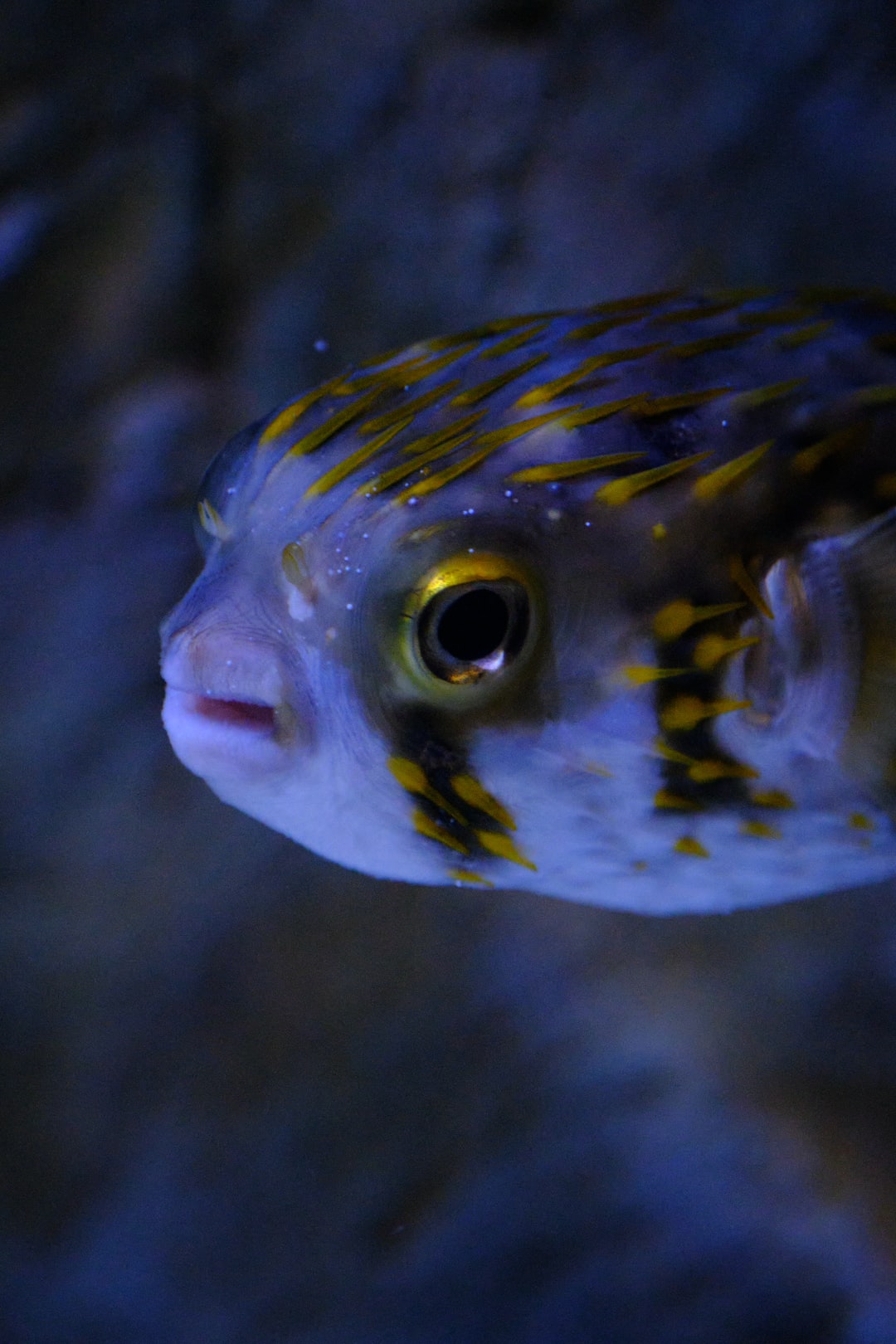 25 wichtige Fragen zu How Long Fish Live In Dirty Tank?