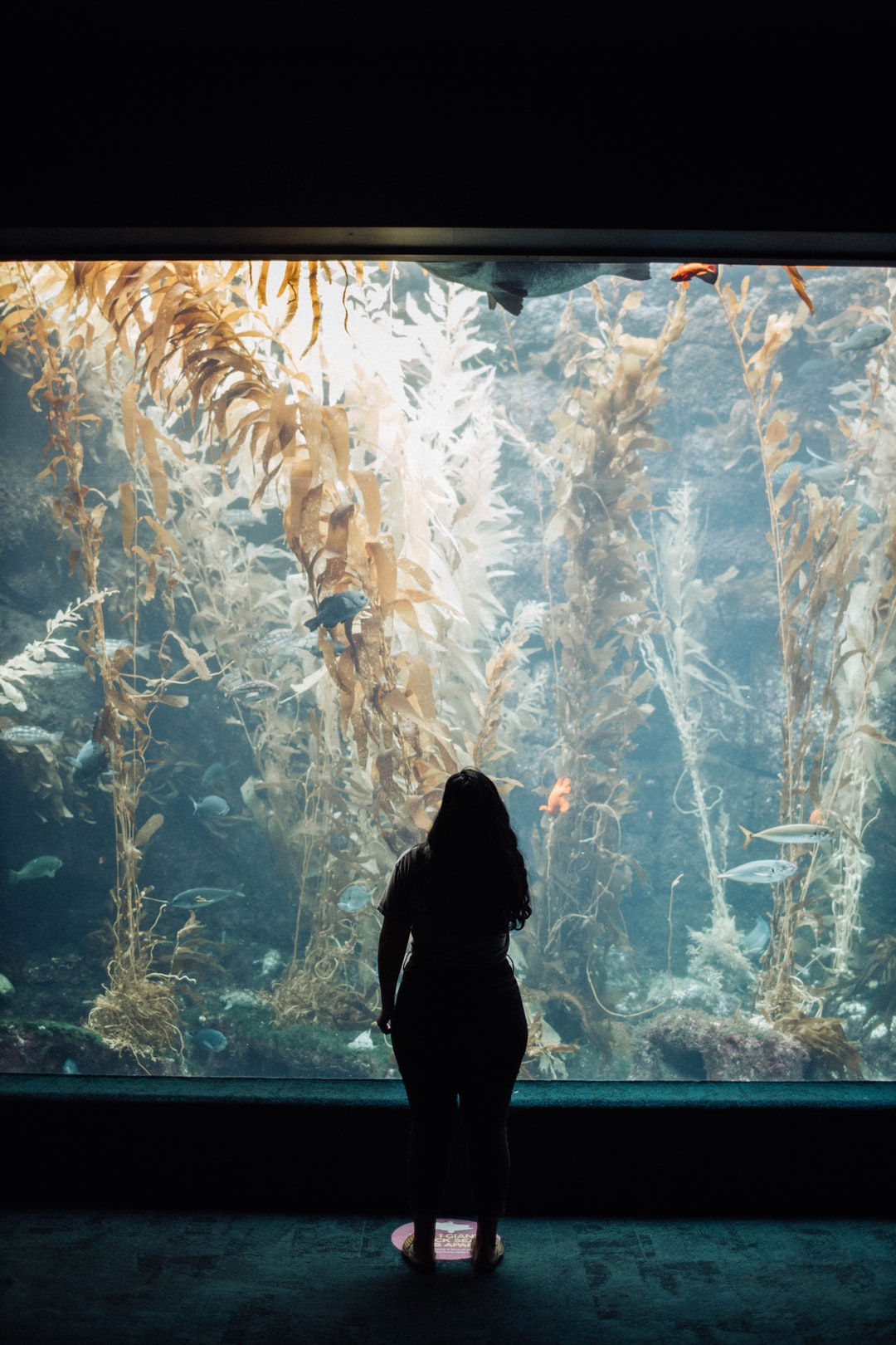 25 wichtige Fragen zu Welche Co2 Anlage Für 500l Aquarium?