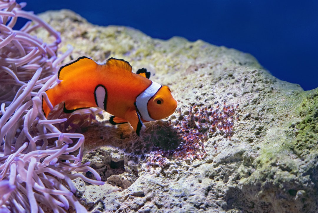 25 wichtige Fragen zu Schädlinge Im Aquarium