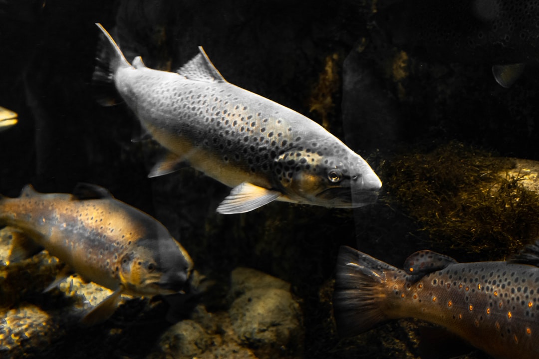 25 wichtige Fragen zu Wie Viel Liter Brauchen Fadenfische?