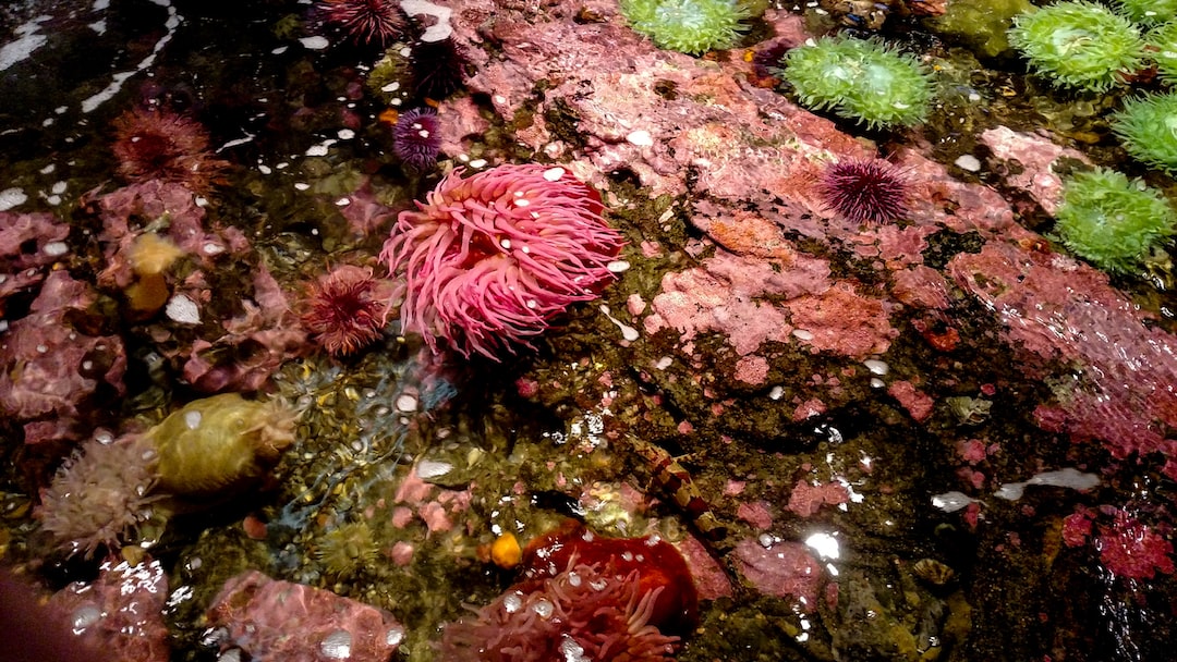 25 wichtige Fragen zu What Is A Tropical Aquarium?