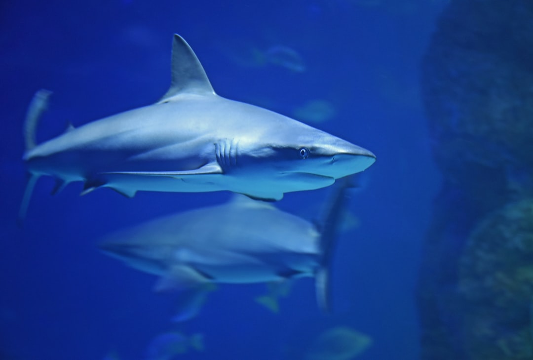 25 wichtige Fragen zu Was Kann Bei Überbesatz Im Aquarium Passieren?