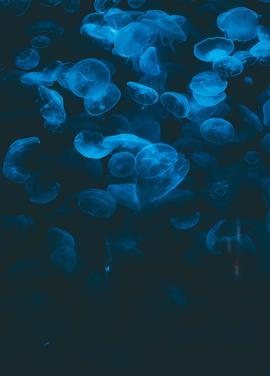 25 wichtige Fragen zu Was Produzieren Cyanobakterien?