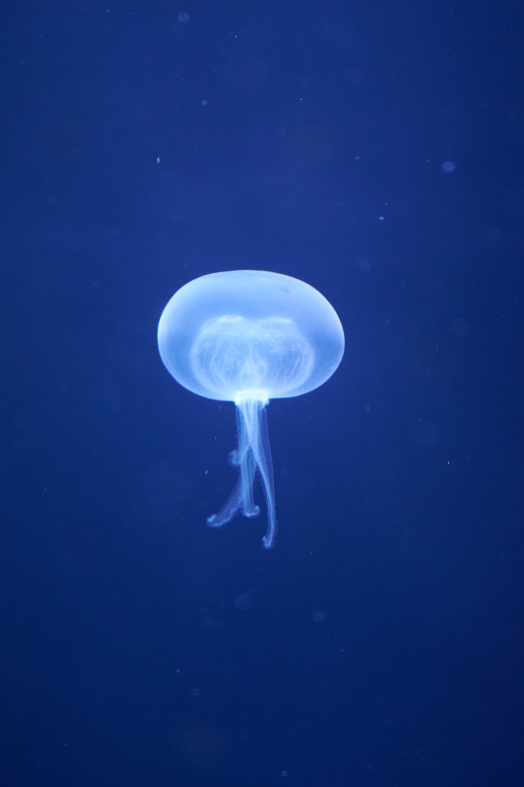 25 wichtige Fragen zu Wie Intelligent Ist Ein Oktopus?