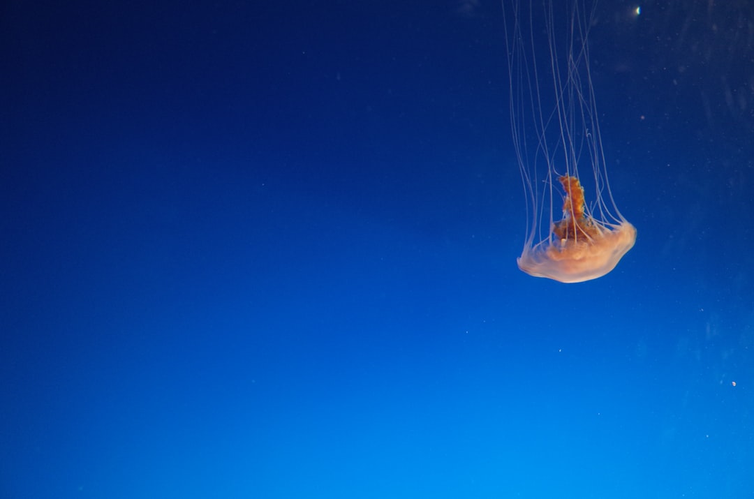 15 wichtige Fragen zu Wie Entstehen Rotalgen Im Aquarium?